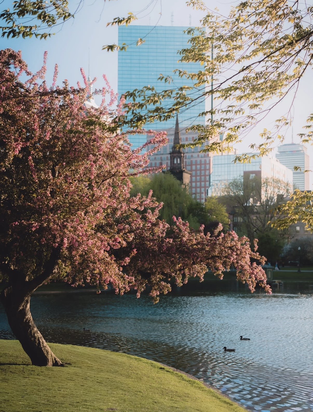 Boston Public Garden in spring